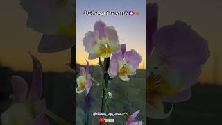 flowers осінь листопад ukraine diy fyp plants фаленопсис orchidslifelana orchidworld [upl. by Nelag]