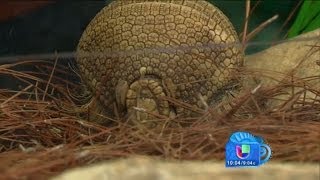 Conoce al animalito que inspiro la mascota del Mundial Brasil 2014 [upl. by Bozuwa]