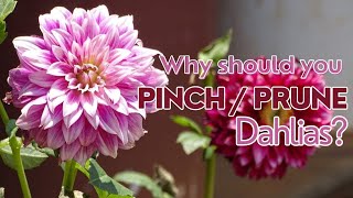 Grow More Dahlias with These Pinching Tips [upl. by Entsirhc272]