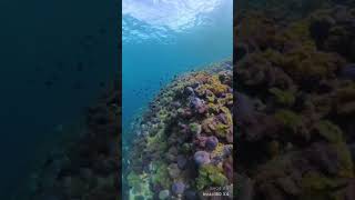 freedive freediver ฟรีไดฟ์ freediving ฟรีไดฟ์วิ่ง insta360x4 เกาะร้านเป็ดร้านไก่ [upl. by Amihc]