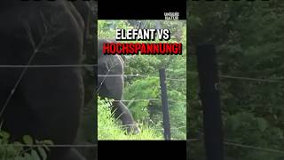 Elefant vs Hochspannungszaun 🐘⚡ [upl. by Bliss]