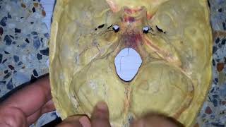 MENINGES OF SKULL dura matter easy explanation 1 [upl. by Angelita]