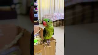 MY TITU  ALEXANDRINE PARROT parrot birds cute parrottalking animals shorts trending viral [upl. by Crim220]