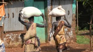 West African Popping Sorghum [upl. by Varuag]