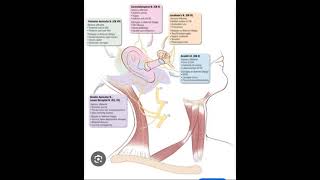 Otalgia [upl. by Verneuil]