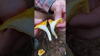 Chanterelle vs false Chanterelle Mushroom [upl. by Graniela]