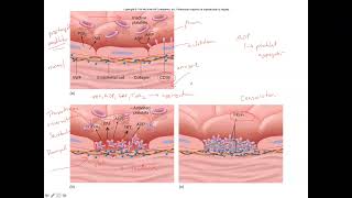 Unit 3 Part 4 Hemostasis Fibrinolysis amp Anticoagulants [upl. by Wanda880]