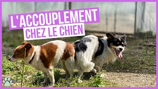 Comment fonctionne laccouplement chez les chiens [upl. by Lacey]