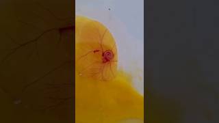 Chick embryoshortvideo zoology [upl. by Notsecnirp]