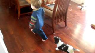 Field Bred English Springer Spaniel Puppy Dublems Stella [upl. by Berfield]