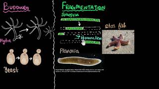 Budding spores fragmentation amp regeneration  How do organisms reproduce  Biology  Khan Academy [upl. by Aluk]