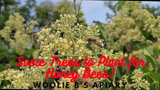 Some Trees to Plant for Honey Bees [upl. by Avir]