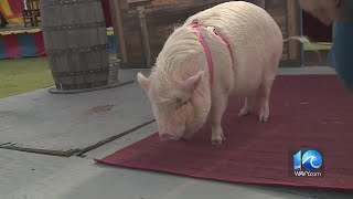 Don Slater hangs out with Rosie the performer pig at the Chesapeake Jubilee [upl. by Zoie]