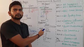 Brassinosteroids signalling pathwayPhytohormoneCSIR NET in Hindi [upl. by Ridgley138]