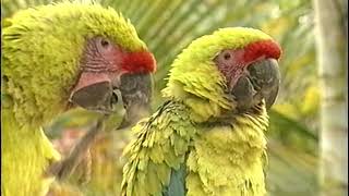 Macaws  Care and Breeding  Part 1 Full [upl. by Luhar]