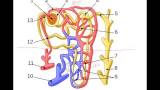 Urine Formation Glomerular Filtration [upl. by Alyakcm]