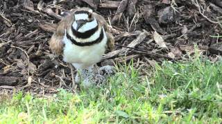 Killdeer pair protecting their nest [upl. by Ahseia]