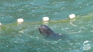 Injured Juvenile Pilot Whale Struggles To Rejoin Its Pod After Mass Panic In Taiji [upl. by Aseeram]