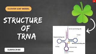 DETAIL EXPLANATION OF STRUCTURE OF tRNA  CLOVER LEAF MODEL [upl. by Phiona]