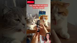 Why does the cat vomit on the comb cat catlover cats reactionvideo catvideos [upl. by Evad]