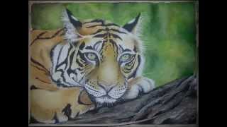 COME DISEGNO UNA TIGRE INDIANA [upl. by Ahsatsan]