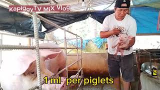 inject iron for 3 days old piglets Using Jectran Premium [upl. by Notlad]