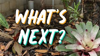 New Giant Bromeliad And Discussing The Future Of The Greenhouse [upl. by Fanechka]