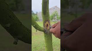 Durian Phytophthora Treatment [upl. by Crawford]