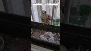 A man heartwarming effort to help a mother kestrel and her babies animalshorts shortvideo [upl. by Abisia]