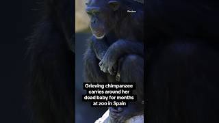 Grieving chimpanzee carries her dead baby for months at zoo shorts [upl. by Yelena]