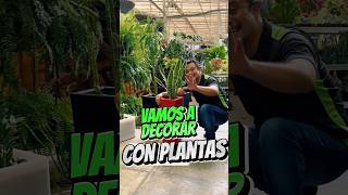 Vamos a decorar con plantas 🪴 jardinería plantas vivero jardin [upl. by Ahras]