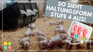 Glori goes Tierwohl  Die Haltungsform hinter dem Fleischlabel  Stufe 4  Premium 2 [upl. by Enihpets]