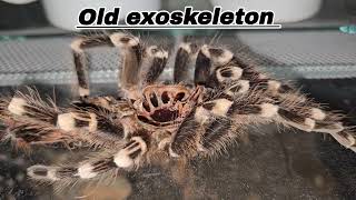 Super brief care guide  Acanthoscurria geniculata [upl. by Cahra]