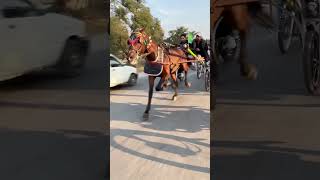 Mastana jogiyoutubeshortsvideo horselover [upl. by Naejeillib]