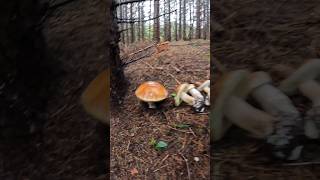 PorcinoCepBoletSteinpilze shorts new nature trending forest foryou wood mushroom porcini [upl. by Meagher]