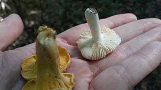 Cantharellus quotChanterellequot Sp Mushrooms False Gills vs A Mushroom with True Gills [upl. by Nodroj]