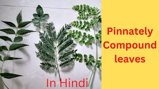 Pinnately Compound leaf what is itUnipinnateBipinnateTripinnatedecompound In Hindi [upl. by Mosenthal482]