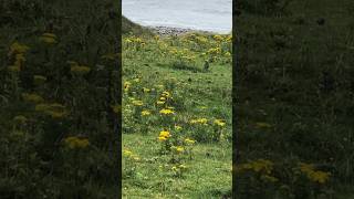 A murmuration of starlings murmurate in a field in Doolin Co Clare Ireland birds [upl. by Otrebla]