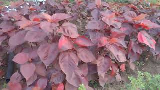 How to use Acalypha plant [upl. by Nie169]