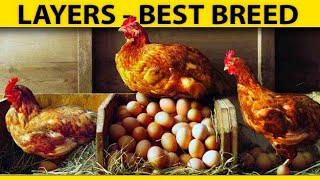 Best Chicken Breeds For Eggs  HYLINE Brown Chicken Farming  BonusClips [upl. by Zealand]