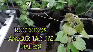 MENGENAL ROOTSTOCK ANGGUR IMPORT IAC 572 JALES [upl. by Lothair]