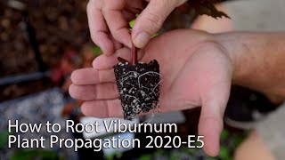 How to Root Viburnum  Plant Propagation 2020Ep5 [upl. by Attolrac]