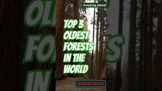 Top 3 Oldest Forests in the World [upl. by Llerraf623]