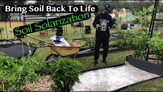 Bring soil back To Life  soil solarization garden gardening [upl. by Shantha]