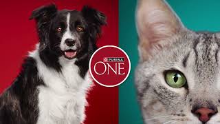 ¡Cambia a Purina® ONE® y empieza hoy a ver los cambios [upl. by Benedicta]