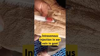 Intravenous injection in ear vein in goat goat veterinary farming funny animalshorts music [upl. by Amrac160]