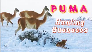 Puma hunting Guanacos in Patagonia 🇦🇷 Argentina [upl. by Jephum]