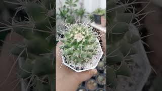 MAMMALARIA COMPRESA mammillaria cactusgarden cacti [upl. by Nolahp872]