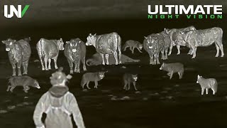 Farmer Uses Thermal to Protect Cattle from Predators  65 Coyotes Down [upl. by Olecram]