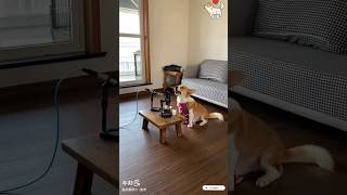 Dog Song foryou pets funnydogs singingdog funnyanimals youtubeshorts cute funny [upl. by Yrebmik]